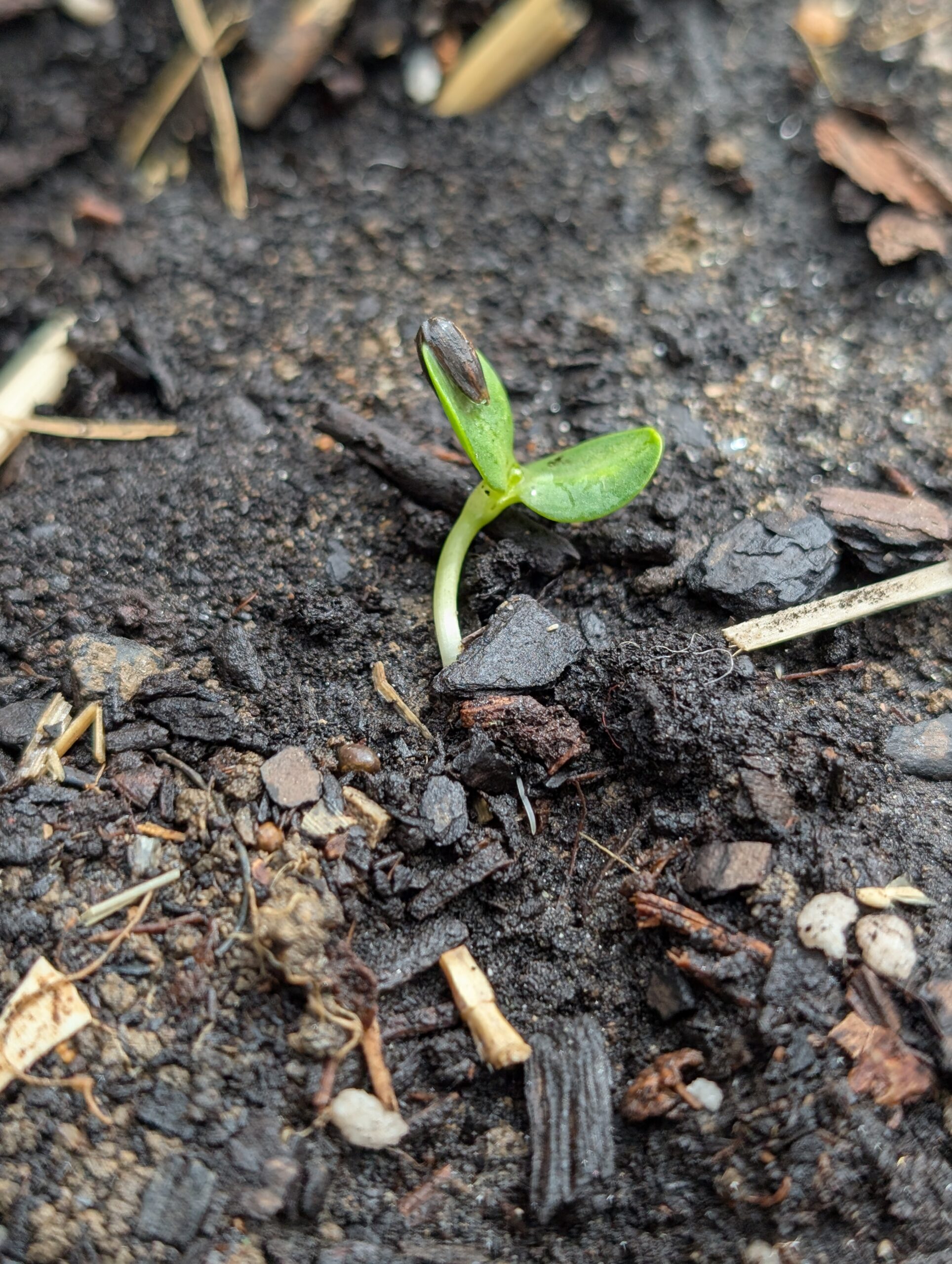 PXL 20250403 162529421.MP scaled